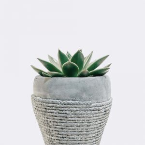 Store plant5 free img